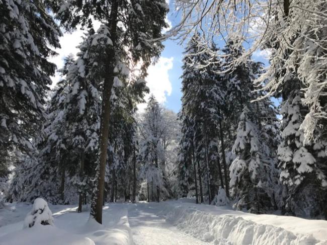 Ferienwohnungen Ortner-Hof Inkl. Chiemgaukarte Ruhpolding Ngoại thất bức ảnh